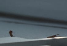 Skrillex Drops High-Energy Collab ‘Duro’ With Young Miko