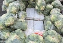 Police Seize 1.6 Tonnes of Ketamine and Crystal Meth Hidden Under Cabbages in Thailand